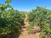 Terreno en Venta en Ciudad Real