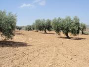 Terreno en Venta en Cobeja