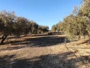 Terreno en Venta en Cogollos de La Vega