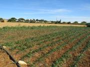 Terreno en Venta en Conil de la Frontera