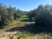 Terreno en Venta en Dos Hermanas