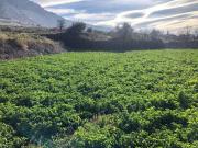Terreno en Venta en Dúrcal