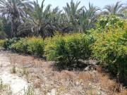 Terreno en Venta en Elche Elx