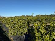 Terreno en Venta en Elche Elx