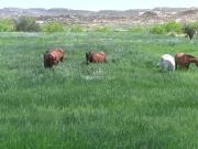 Terreno en venta en Elche, PARTIDA SANTA ANA