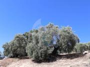 Terreno en Venta en Encinas Reales