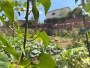 Terreno en venta en Esparreguera, de 509 m² por 225.000
