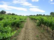 Terreno en venta en Garriguella, de 16.850 m² por 33.000