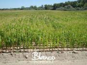 Terreno en Venta en General Conesa, General Conesa, Rio...