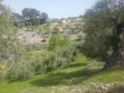 Terreno en Venta en Granada