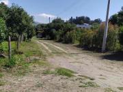 Terreno en venta en Guayllabamba con arboles de aguacate