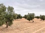 Terreno en Venta en Herencia