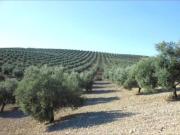 Terreno en venta en Iznájar, Iznájar