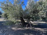 Terreno en Venta en Jaén