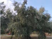 Terreno en venta en Jaén, Puente Jontoya Puente de la...