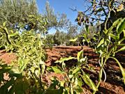 Terreno en Venta en Jerez de la Frontera