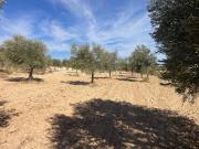 Terreno en venta en Jorquera, Castilla la mancha