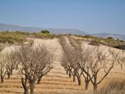 Terreno en Venta en Jumilla