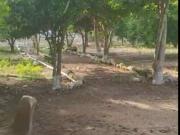 Terreno en venta en Kankabchen, Tixkokob, Yucatán