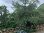 Terreno en venta en La Estanzuela, Monterrey, Nuevo León