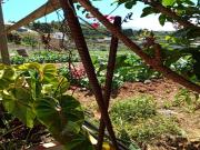 Terreno en Venta en La Guancha