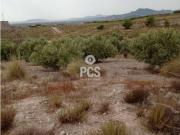 Terreno en venta en La Hoya Almendricos Purias