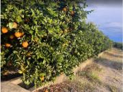 Terreno en venta en La Pobla Llarga