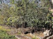 Terreno en venta en La Ruta de los Cenotes, Cancún