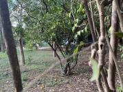 TERRENO EN VENTA EN LAS JARAS, CARRETERA NACIONAL