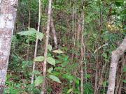 TERRENO EN VENTA EN LEONA VICARIO RUTA DE LOS POZOS