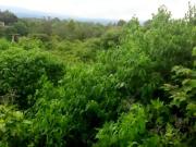 Terreno en venta en Lomas de la Selva, Cuernavaca, Morelos