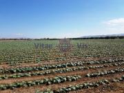 Terreno en Venta en Lorca