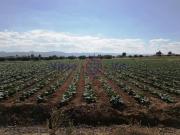 Terreno en Venta en Lorca