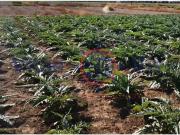 Terreno en Venta en Lorca