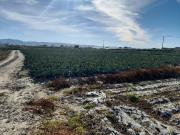 Terreno en Venta en Lorca