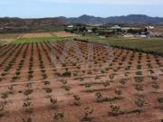 Terreno en Venta en Lorca