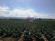 Terreno en Venta en Lorca