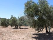 Terreno en Venta en Lucena