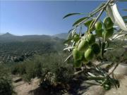 Terreno en Venta en Lucena