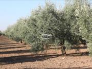 Terreno en Venta en Lucena