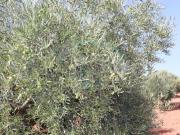 Terreno en Venta en Lucena