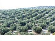 Terreno en venta en Lucena, Anjaron