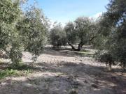 Terreno en venta en Lucena, Lucena