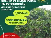 Terreno en venta en Martínez de La Torre Centro,...