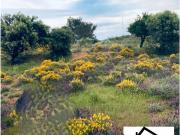 Terreno en Venta en Mérida