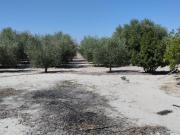 Terreno en venta en Molina de Segura, El panderon