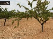 Terreno en Venta en Monóvar Monòver