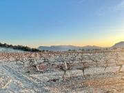 Terreno en Venta en Novelda