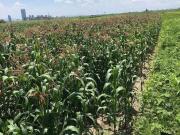 TERRENO EN VENTA EN OCOYUCAN, PUEBLA