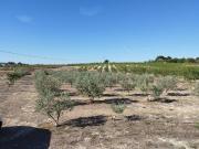 Terreno en venta en PEDANIAS Y NOROESTE